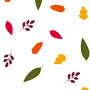 Cello Rolls Various Patterns & Colors