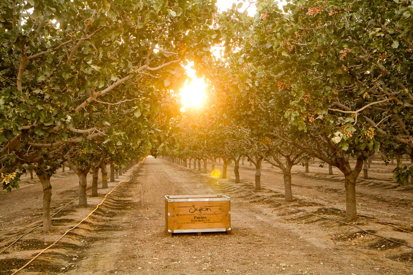 Setton Farm Plantain Chips - Sea Salt | Crispy & Crunchy Kosher Snack (7 oz)