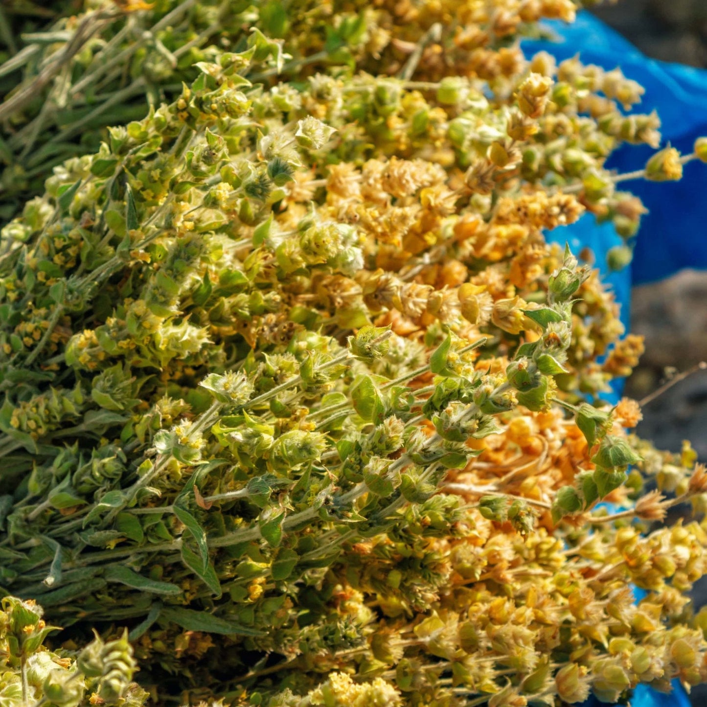 Greek Mountain Tea (Mount Olympus)