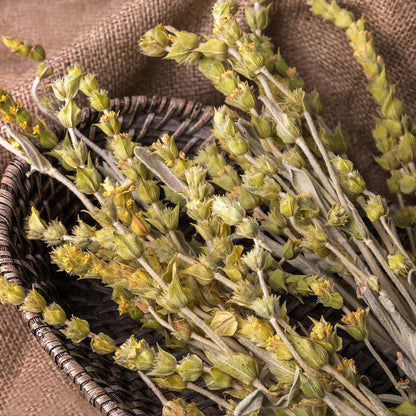 Greek Mountain Tea (Mount Olympus)