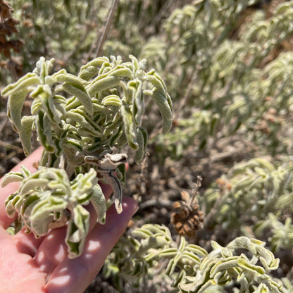 Ikaria Tea (Ikaria Blue Zone)